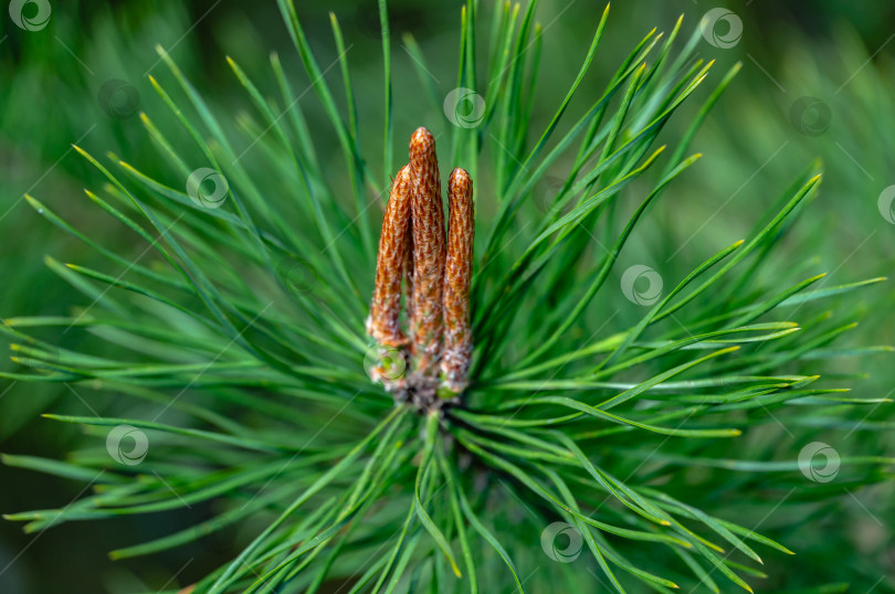 Скачать Молодые побеги на ветке молодой сосны Pinus silvestris на фоне вечнозеленых растений. Солнечный день в весеннем саду фотосток Ozero
