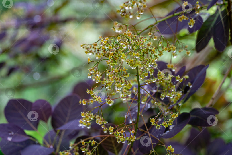Скачать Изящные крошечные цветки Cotinus coggygria Royal Purple (Рус котинус, европейское дымчатое дерево), покрытые каплями дождя, выглядят как драгоценные камни с фиолетовыми листьями. Природа как искусство фотосток Ozero