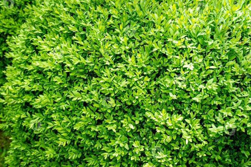 Скачать Яркая, блестящая молодая зелень самшита Buxus sempervirens - идеальный фон для любой природной тематики. Стена из самшита в естественных условиях фотосток Ozero