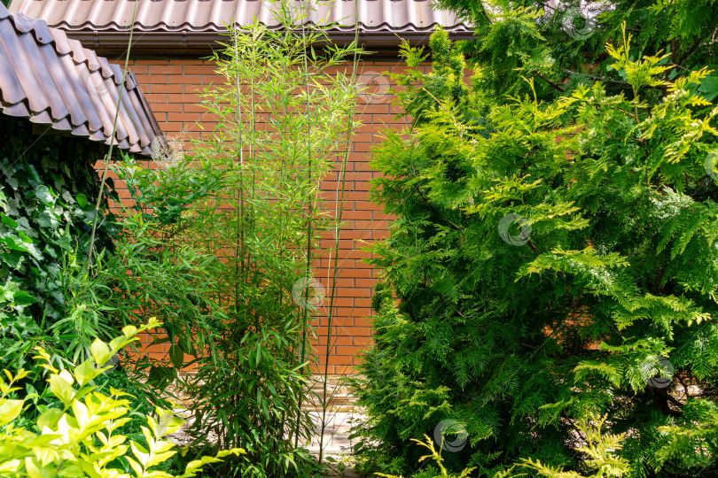 Скачать Высокий элегантный бамбуковый куст Phyllostachys aureosulcata прекрасно впишется в дизайн красивого декоративного сада. Отличное сочетание с тисом и туей фотосток Ozero