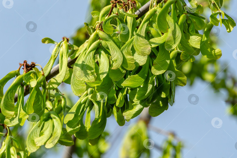 Скачать Ветка клена Acer saccharinum с множеством красных семян на фоне голубого неба. Молодые семена клена Acer saccharinum начинают созревать еще до распускания листьев фотосток Ozero