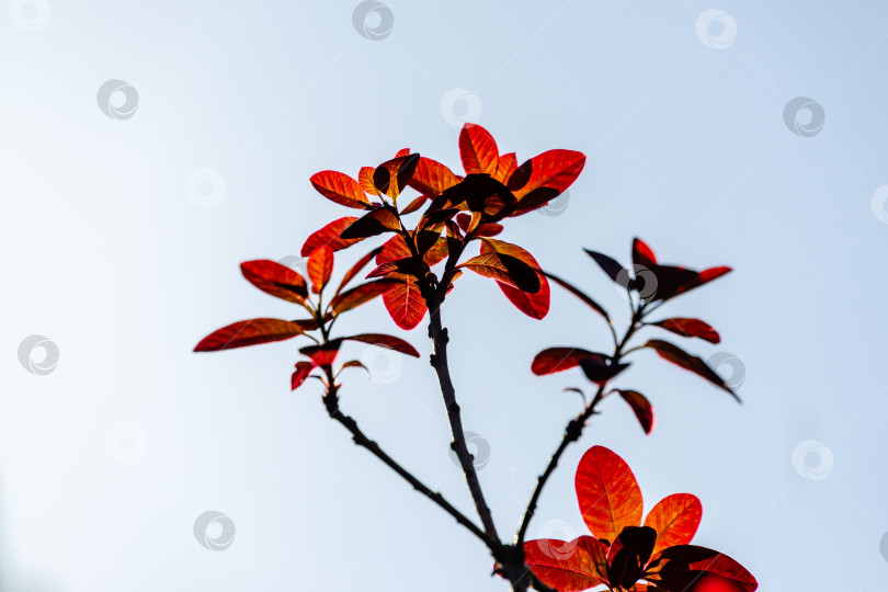 Скачать Молодые пурпурные листья Cotinus coggygria Royal Purple (Rhus cotinus, европейского дымчатого дерева) на фоне голубого неба фотосток Ozero