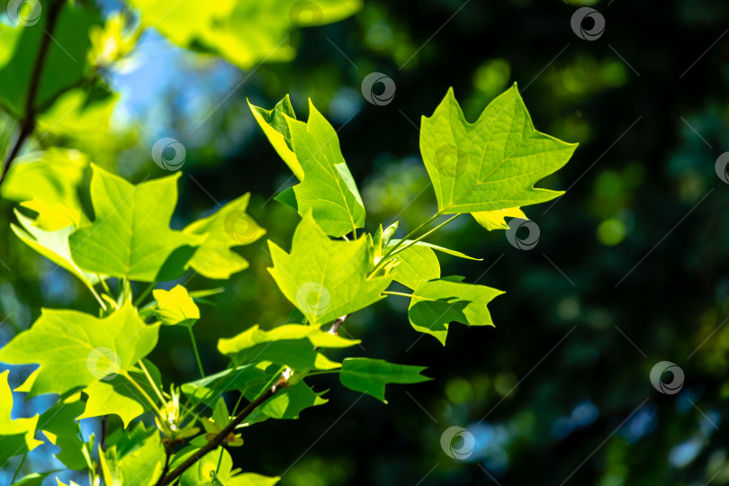 Скачать Молодые листья тюльпанного дерева (Liriodendron tulipifera), называемого Тюльпанным деревом, Американским тюльпанным деревом, тюльпанным тополем, желтым тополем, белым деревом на размытом фоне зеленого сада фотосток Ozero