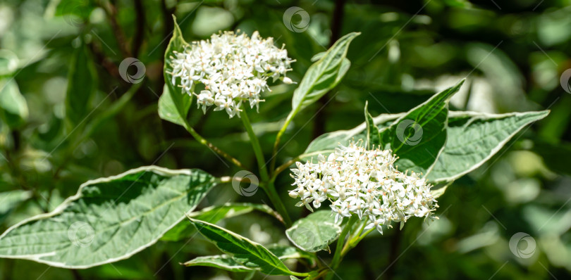 Скачать Цветущий пестролистный кустарник Cornus alba Elegantissima или Свидина белая. Отличительной чертой этого растения является зелень с белыми листьями и красными ветвями фотосток Ozero