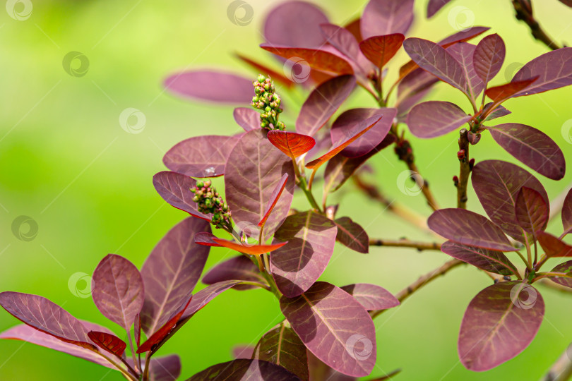Скачать Изящные ветви Cotinus coggygria Royal Purple (Рус котинус, европейское дымчатое дерево) с молодыми фиолетовыми листьями и бутонами на размытом зеленом фоне фотосток Ozero