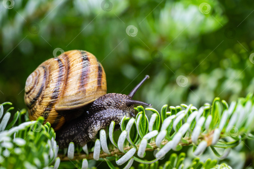 Скачать Нежный крупный план красивой Helix pomatia, римской улитки, бордовой улитки на серебряных иглах Abies koreana Silberlocke фотосток Ozero