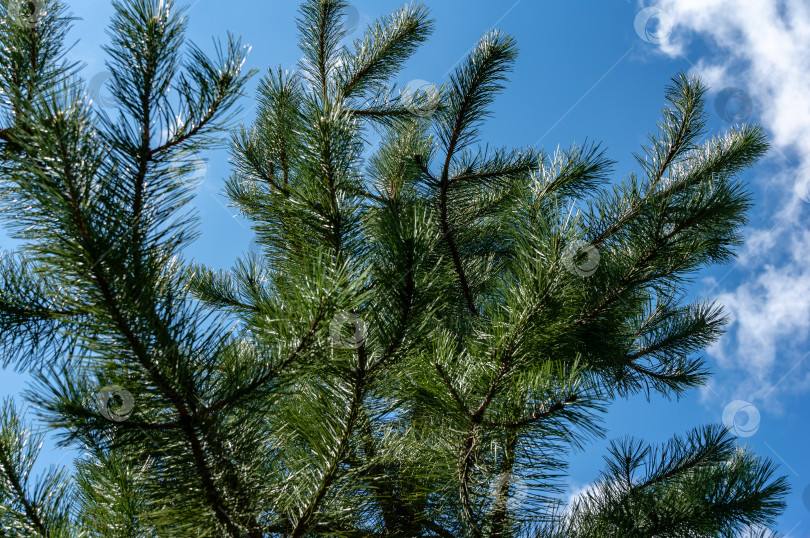 Скачать Молодые побеги на ветвях черной австрийской сосны (Pinus nigra) на фоне голубого неба. Солнечный день в весеннем саду фотосток Ozero