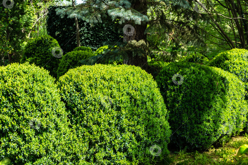 Скачать Сформированные подстриженные кусты старого самшита Buxus sempervirens, который растет в саду уже более 60 лет, с молодой яркой зеленью фотосток Ozero