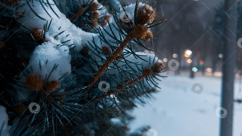 Скачать Снег на ветвях хвойного дерева в зимнем парке вечером. январь 2026 год фотосток Ozero