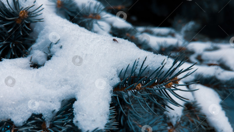 Скачать Ветви голубой ели под снегом фотосток Ozero
