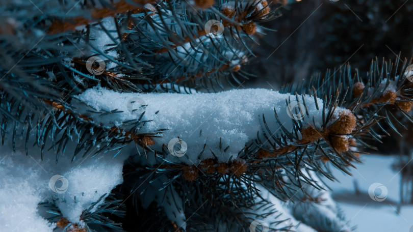Скачать Ветви голубой ели под снегом. январь 2026 год фотосток Ozero