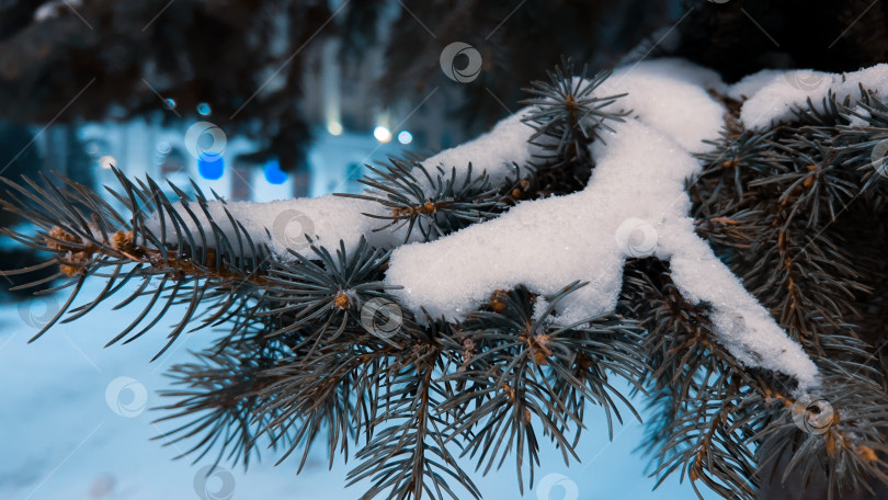 Скачать Ветка голубой ели под снегом на фоне вечерних огней. фотосток Ozero