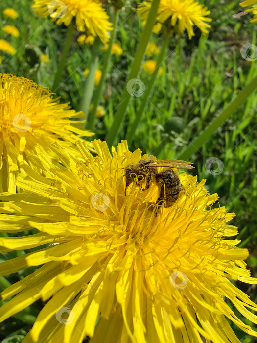 Скачать Пчела фотосток Ozero