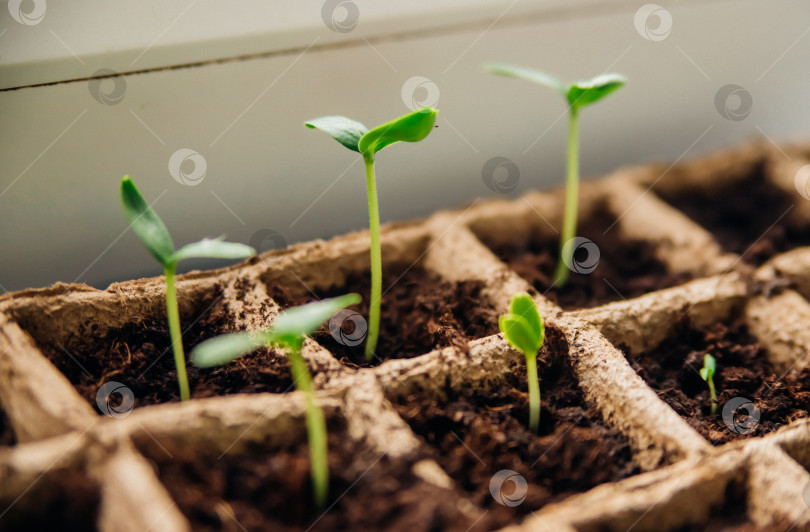 Скачать Рассада овощей в торфяных стаканчиках на подоконнике. Проращивание огурцов и помидоров из семян. фотосток Ozero