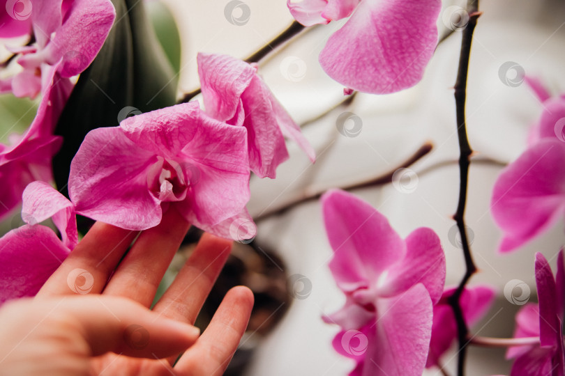 Скачать Увядшие сиреневые орхидеи и увядшие лепестки, на подоконнике у окна - увядающие цветы. фотосток Ozero