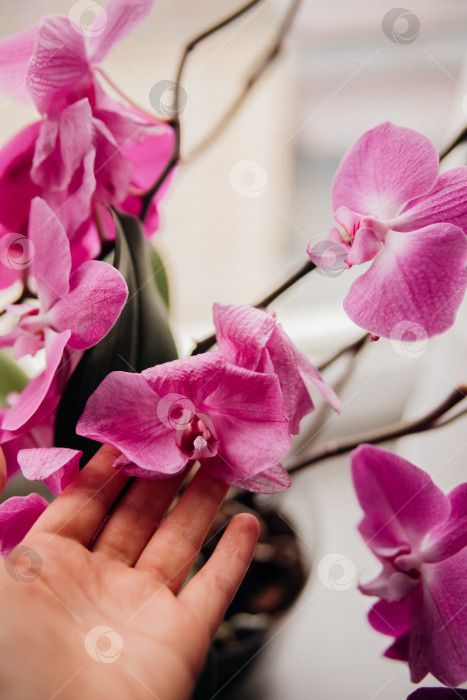 Скачать Увядшие сиреневые орхидеи и увядшие лепестки, на подоконнике у окна - увядающие цветы. фотосток Ozero