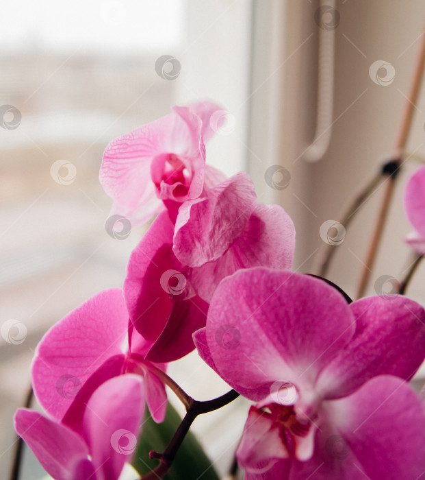 Скачать Увядшие сиреневые орхидеи и увядшие лепестки, на подоконнике у окна - увядающие цветы. фотосток Ozero