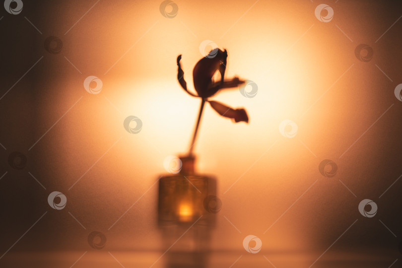Скачать Нежный увядший цветок, стоящий в слабо освещенной вазе, создает пронзительный силуэт на теплом, мягком фоне, напоминая о времени, хрупкости и увядающей красоте фотосток Ozero