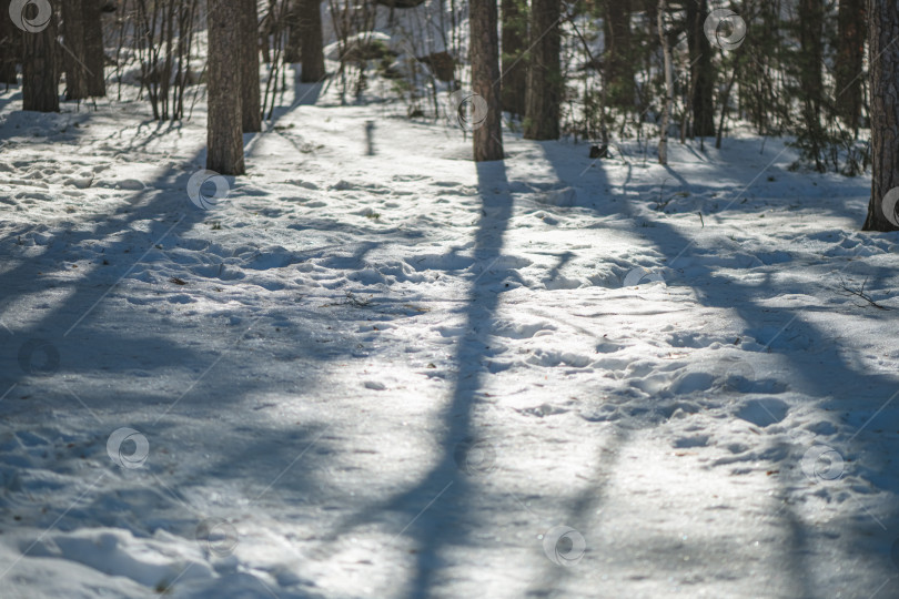Скачать Снег покрывает лесную почву, отражая солнечный свет и создавая длинные контрастные тени деревьев на зимнем ландшафте, создавая ощущение спокойствия и холодной природы фотосток Ozero