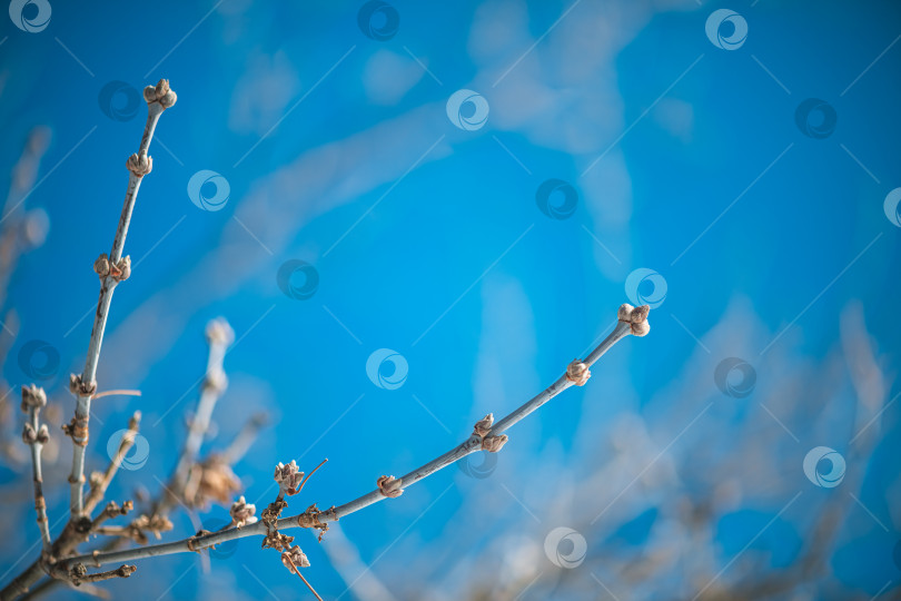 Скачать Ветви деревьев с распускающимися почками, сигнализирующими об окончании зимнего покоя и предвкушении весеннего роста, на фоне яркого ясного голубого неба с мягким эффектом боке. фотосток Ozero