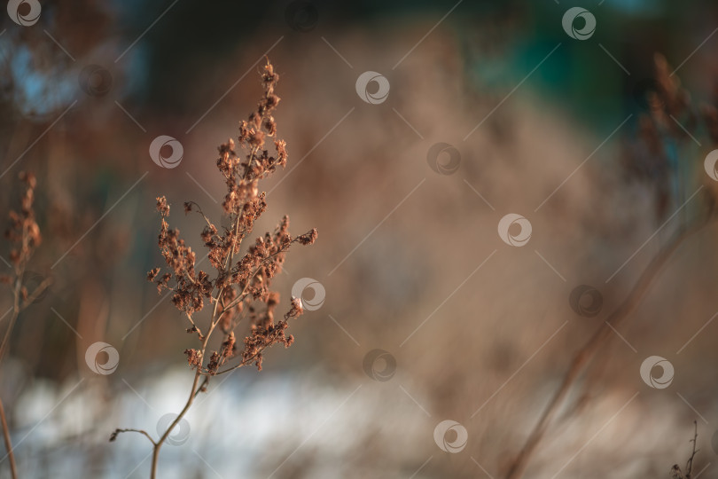 Скачать Высушенные стебли дикорастущих растений с семенами, собранными на открытом воздухе, демонстрируют устойчивость природы в коричневой и оранжевой цветовой палитре зимой, создавая безмятежный природный фон фотосток Ozero