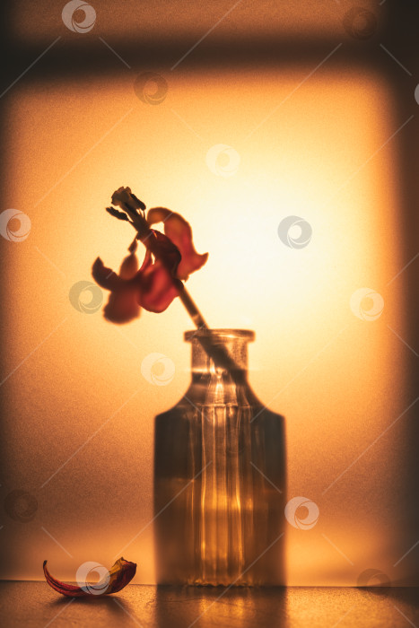 Скачать Нежный цветок, стоящий в стеклянной вазе, отражающий теплый золотистый свет на текстурированном фоне, с опавшим лепестком, подчеркивающим хрупкость, непостоянство и увядающую красоту фотосток Ozero