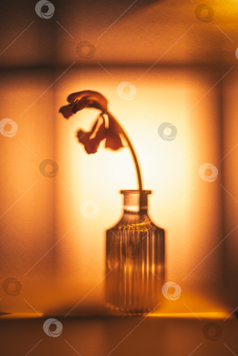 Скачать Увядающий цветок, стоящий в вазе из текстурированного стекла, его нежный силуэт подсвечивается теплой, мягкой оранжевой подсветкой, создавая минималистичную и меланхоличную абстрактную композицию фотосток Ozero