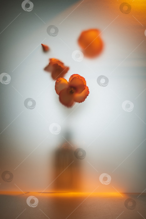 Скачать Оранжевые цветы, парящие в воздухе над затуманенной бутылкой, отбрасывают мягкий свет и отражения на поверхность за матовым стеклом, создавая художественную абстрактную композицию фотосток Ozero