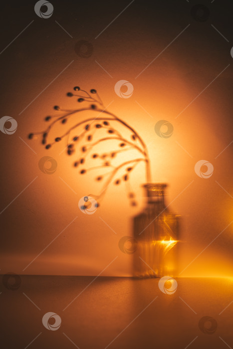 Скачать Высушенная ветка растения в стеклянной бутылке с мягким фокусом создает очаровательную тень на теплом оранжевом фоне, символизируя спокойствие, домашний уют и природную красоту с золотистым светом фотосток Ozero