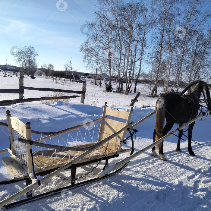 Скачать Лошадь запряжена в деревянные сани дровни ручной работы, зимний деревенский пейзаж с березками фотосток Ozero