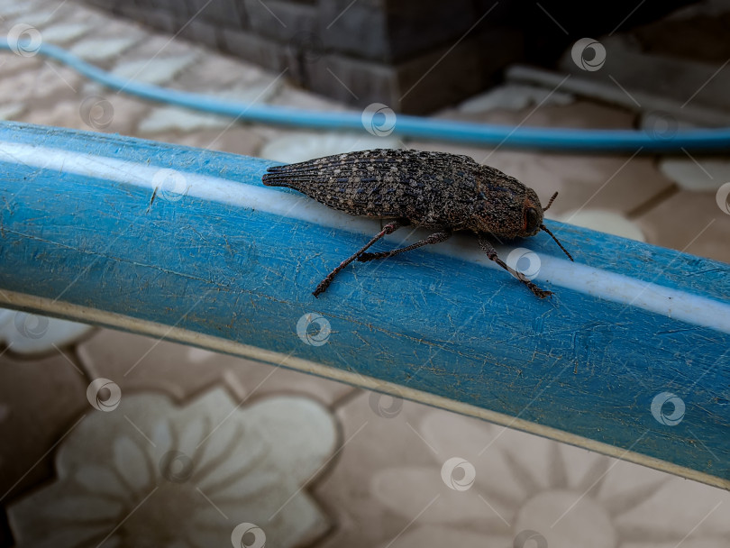 Скачать Жук фотосток Ozero