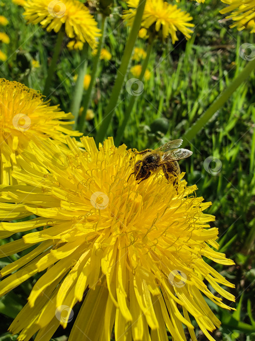Скачать Пчела фотосток Ozero