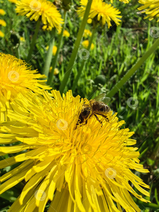 Скачать Пчела фотосток Ozero