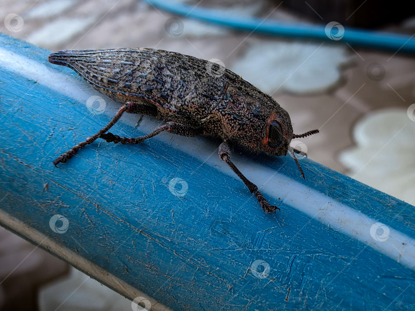 Скачать Жук фотосток Ozero