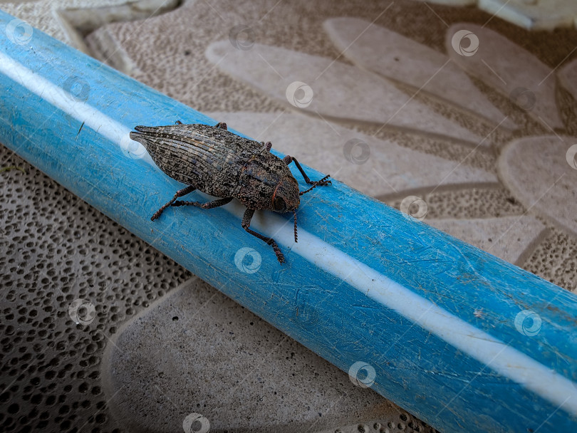 Скачать Жук фотосток Ozero