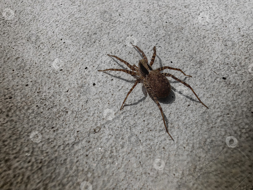 Скачать Паук фотосток Ozero