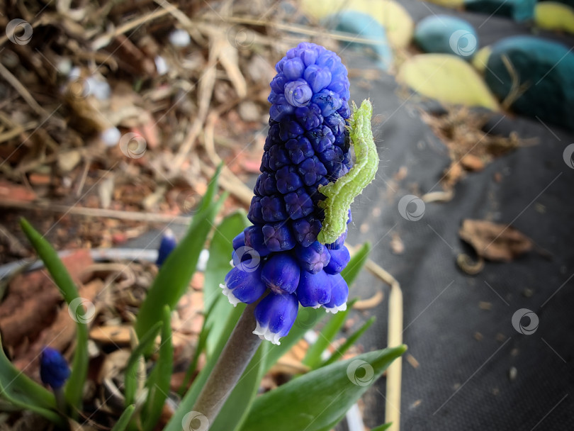 Скачать Гусеница фотосток Ozero