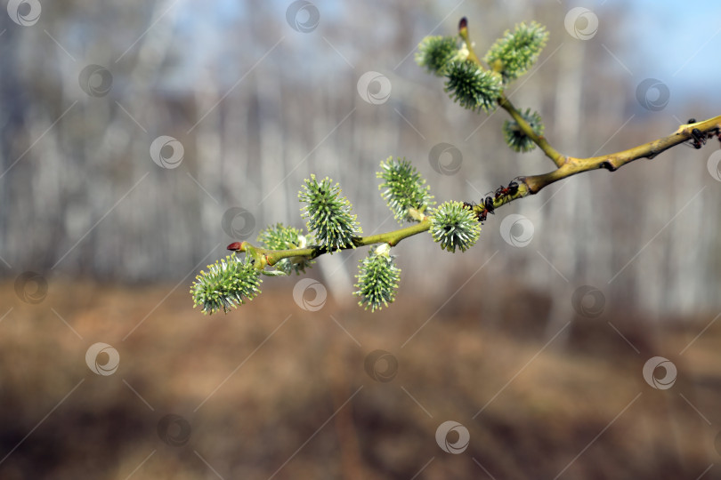 Скачать цветущая ветка ольхи (лат. Alnus) и муравьи на ней на размытом фоне весеннего леса фотосток Ozero