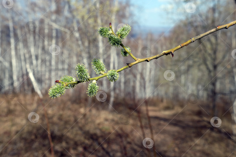 Скачать цветущая ветка ольхи (лат. Alnus) на фоне весеннего леса фотосток Ozero