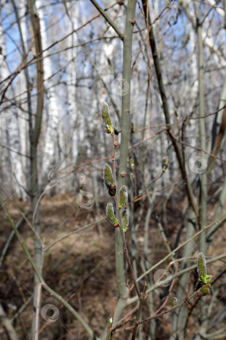 Скачать Цветущая осина (лат.populus tremula) распустила соцветия (сережки) в весеннем лесу фотосток Ozero