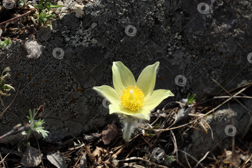Скачать желтый подснежник (лат.Pulsatilla orientali-sibirica) растет весной у камня, покрытого мхом фотосток Ozero