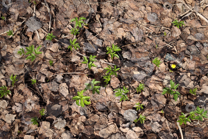 Скачать молодые зеленые ростки пробиваются сквозь старые гнилые листья в лесу фотосток Ozero