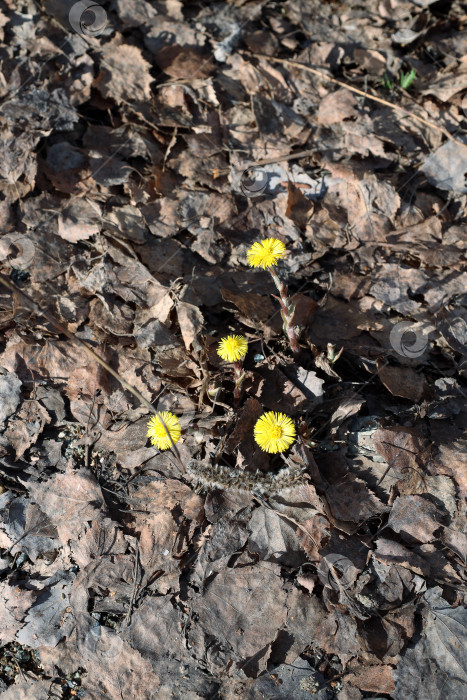 Скачать опавшее соцветие ольхи (сережка) и мелкие желтые цветки мать-и-мачехи (лат.Tussilago) фотосток Ozero