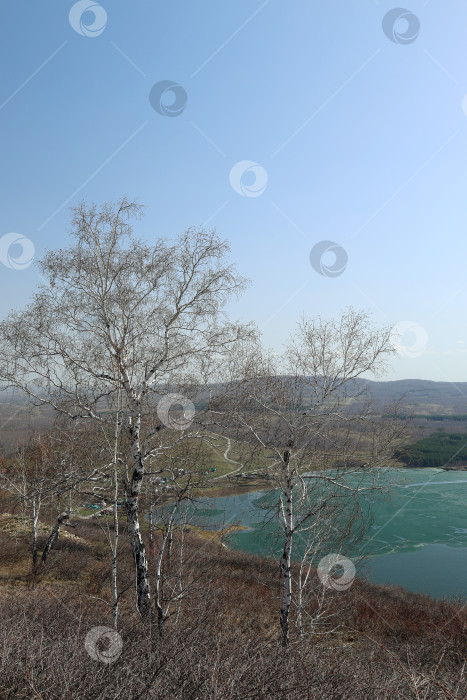 Скачать весенние березы на фоне безоблачного голубого неба и голубого озера с тающим льдом фотосток Ozero