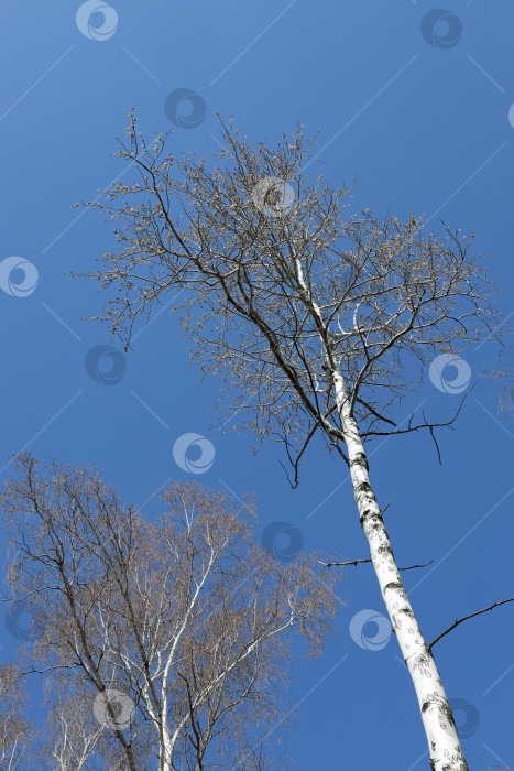 Скачать Необычная осина с белым стволом распускает свои листья на фоне ярко-голубого неба фотосток Ozero