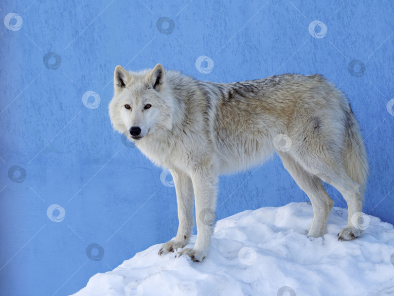 Скачать Полярный волк стоит на заснеженном холме возле голубой стены и смотрит на вас. Фотография в полный рост. На заднем плане полярный волк. фотосток Ozero
