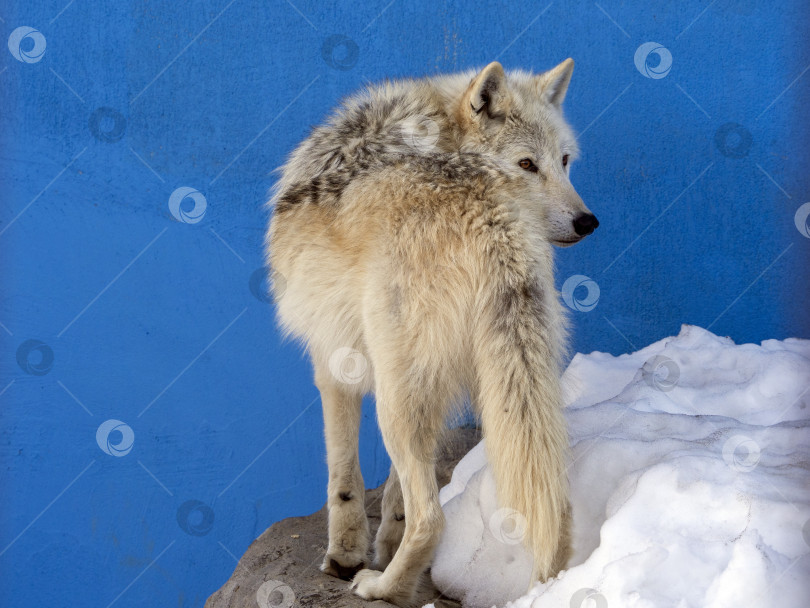 Скачать Полярный волк стоит на заснеженном холме на фоне голубой стены спиной к нам. Голова повернута назад. На заднем плане изображен полярный волк. фотосток Ozero