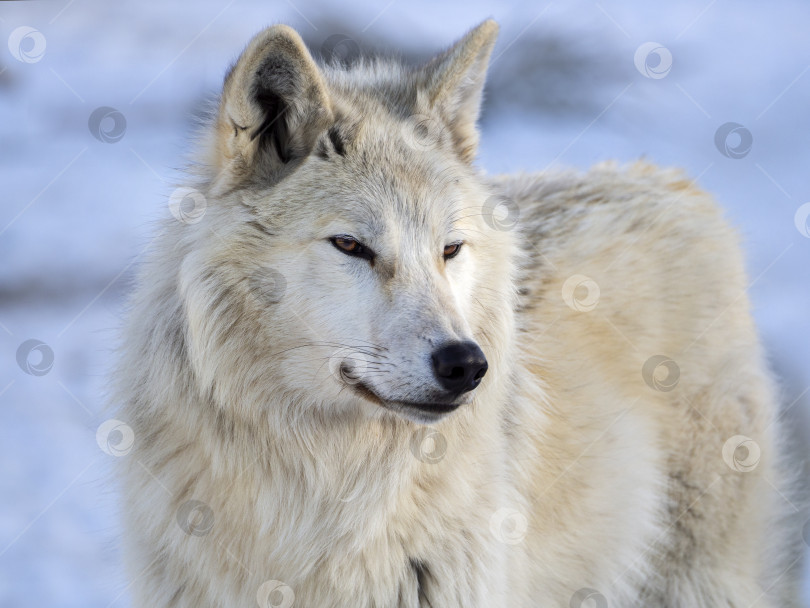 Скачать Портрет полярного волка на светлом фоне. Крупный план. Голова хищника повернута на пол-оборота. фотосток Ozero