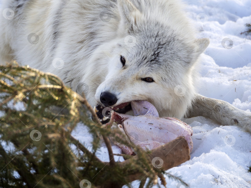 Скачать Полярный волк лежит на снегу и грызет куриную тушку. Крупный план. На естественном зимнем фоне изображен полярный волк. фотосток Ozero
