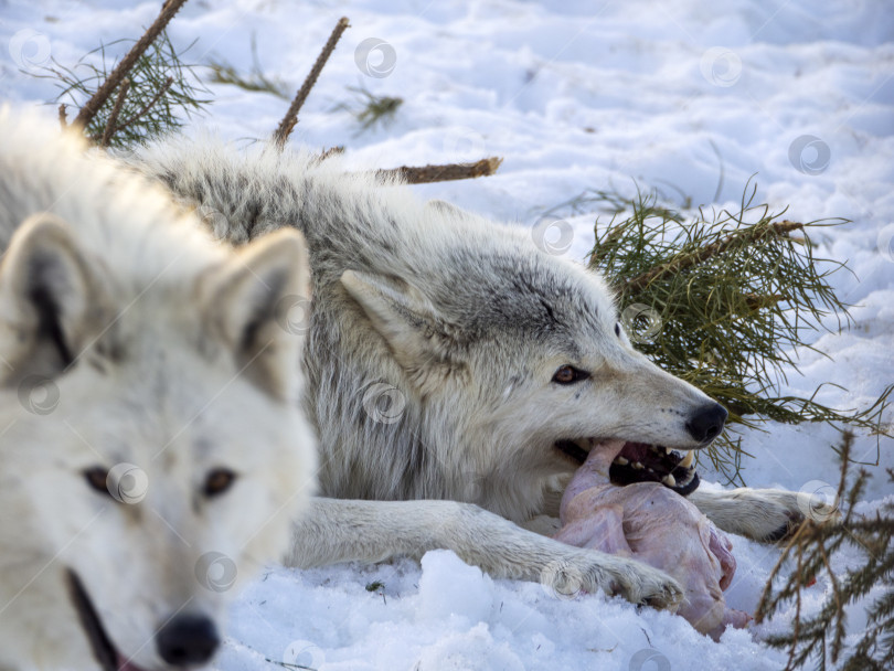 Скачать Два полярных волка на фоне белого снега и еловых веток. Один полярный волк ест куриную тушку, другой приближается к вам. фотосток Ozero